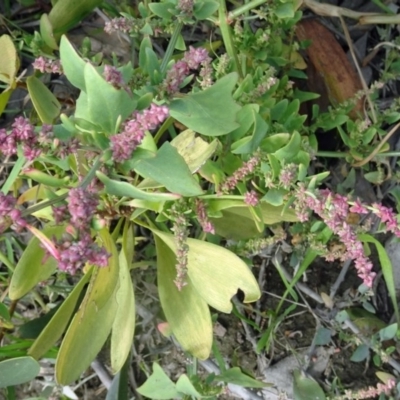 Atriplex prostrata (Hastate Orache) at North Narooma, NSW - 29 Mar 2017 by galah681