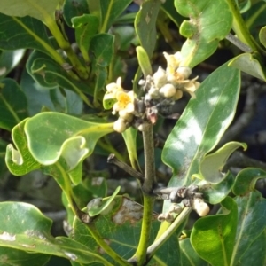 Avicennia marina subsp. australasica at North Narooma, NSW - 30 Mar 2017