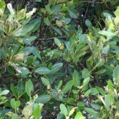 Avicennia marina subsp. australasica at North Narooma, NSW - 30 Mar 2017