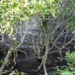 Avicennia marina subsp. australasica at North Narooma, NSW - 30 Mar 2017