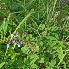 Plectranthus parviflorus (Cockspur Flower) at North Narooma, NSW - 29 Mar 2017 by galah681