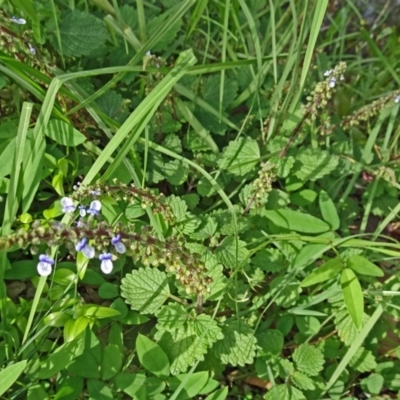 Plectranthus parviflorus (Cockspur Flower) at North Narooma, NSW - 29 Mar 2017 by galah681