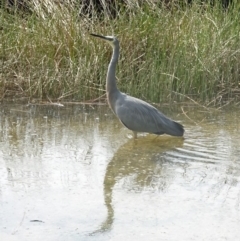 Egretta novaehollandiae (White-faced Heron) at Narooma, NSW - 30 Mar 2017 by galah681