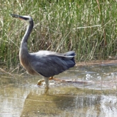 Egretta novaehollandiae at Narooma, NSW - 30 Mar 2017 11:10 AM