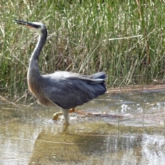 Egretta novaehollandiae at Narooma, NSW - 30 Mar 2017