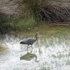 Egretta novaehollandiae at Narooma, NSW - 30 Mar 2017