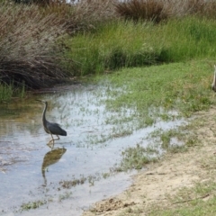 Egretta novaehollandiae at Narooma, NSW - 30 Mar 2017 11:10 AM