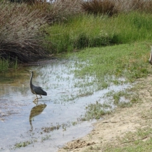 Egretta novaehollandiae at Narooma, NSW - 30 Mar 2017