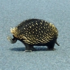 Tachyglossus aculeatus (Short-beaked Echidna) at Central Tilba, NSW - 30 Mar 2017 by galah681