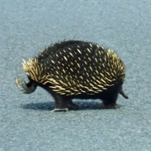 Tachyglossus aculeatus at Central Tilba, NSW - 30 Mar 2017 01:45 PM