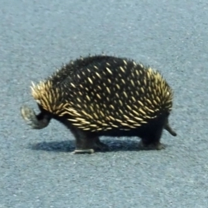 Tachyglossus aculeatus at Central Tilba, NSW - 30 Mar 2017