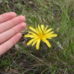 Microseris walteri (Yam Daisy, Murnong) at Fadden, ACT - 30 Oct 2016 by ArcherCallaway