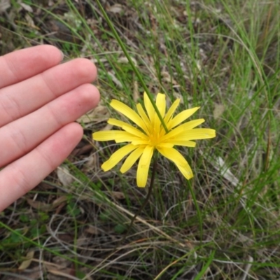 Microseris walteri (Yam Daisy, Murnong) at Fadden, ACT - 30 Oct 2016 by ArcherCallaway