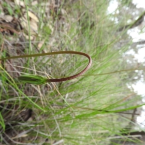 Microseris walteri at Fadden, ACT - 30 Oct 2016 10:45 AM