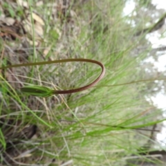 Microseris walteri at Fadden, ACT - 30 Oct 2016