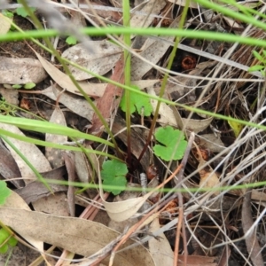 Microseris walteri at Fadden, ACT - 30 Oct 2016 10:45 AM