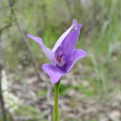 Glossodia major (Wax Lip Orchid) at Fadden, ACT - 30 Oct 2016 by ArcherCallaway