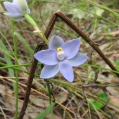 Thelymitra arenaria (Forest Sun Orchid) at Fadden, ACT - 30 Oct 2016 by ArcherCallaway