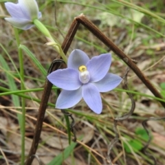 Thelymitra arenaria (Forest Sun Orchid) at Fadden, ACT - 29 Oct 2016 by RyuCallaway
