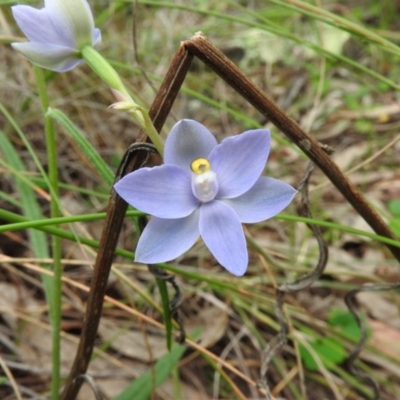 Thelymitra arenaria (Forest Sun Orchid) at Fadden, ACT - 29 Oct 2016 by RyuCallaway
