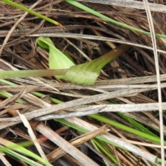 Thelymitra arenaria at Fadden, ACT - 30 Oct 2016