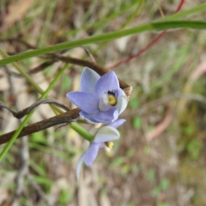 Thelymitra arenaria at Fadden, ACT - 30 Oct 2016