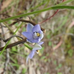 Thelymitra arenaria at Fadden, ACT - 30 Oct 2016