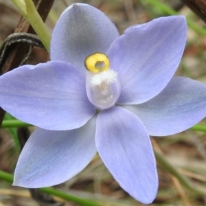 Thelymitra arenaria at Fadden, ACT - 30 Oct 2016