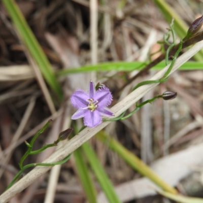 Thysanotus patersonii (Twining Fringe Lily) at Wanniassa Hill - 29 Oct 2016 by RyuCallaway