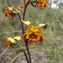 Diuris semilunulata (Late Leopard Orchid) at Fadden, ACT - 30 Oct 2016 by ArcherCallaway