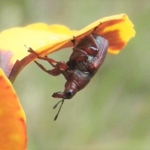 Euops sp. (genus) at Fadden, ACT - 30 Oct 2016