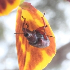 Euops sp. (genus) at Fadden, ACT - 30 Oct 2016