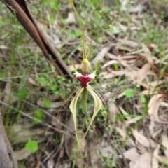 Caladenia atrovespa (Green-comb Spider Orchid) at Fadden, ACT - 30 Oct 2016 by ArcherCallaway