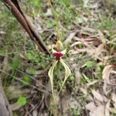 Caladenia atrovespa (Green-comb Spider Orchid) at Wanniassa Hill - 29 Oct 2016 by ArcherCallaway