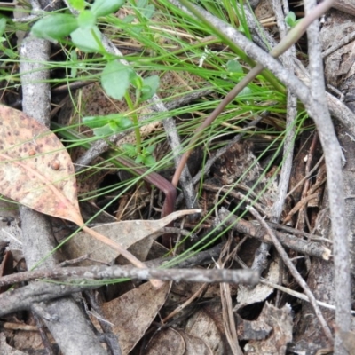 Thelymitra (Genus) (Sun Orchid) at Fadden, ACT - 30 Oct 2016 by ArcherCallaway