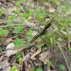 Thelymitra sp. at Fadden, ACT - suppressed