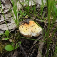 Amanita xanthocephala (Vermilion grisette) at Fadden, ACT - 30 Oct 2016 by ArcherCallaway