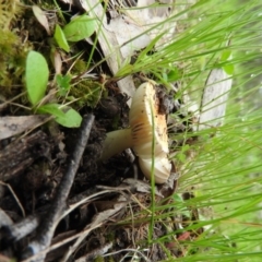 Amanita xanthocephala at Fadden, ACT - 30 Oct 2016 11:19 AM