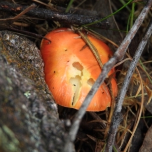 Amanita xanthocephala at Fadden, ACT - 30 Oct 2016 11:26 AM