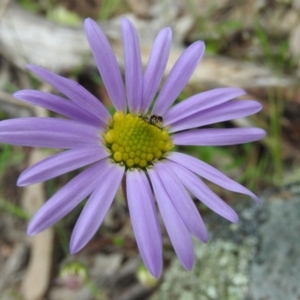 Calotis scabiosifolia var. integrifolia at Fadden, ACT - 30 Oct 2016 11:29 AM