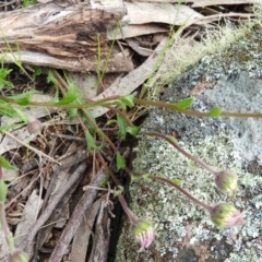 Calotis scabiosifolia var. integrifolia at Fadden, ACT - 30 Oct 2016