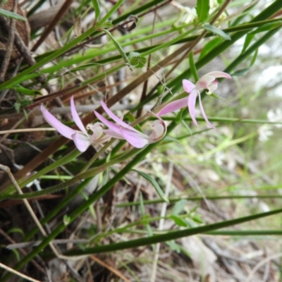 Caladenia carnea (Pink Fingers) at Fadden, ACT - 30 Oct 2016 by ArcherCallaway