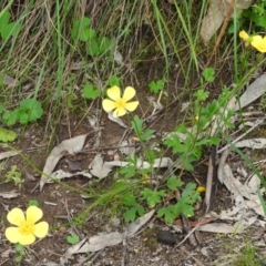 Ranunculus lappaceus (Australian Buttercup) at Fadden, ACT - 30 Oct 2016 by ArcherCallaway