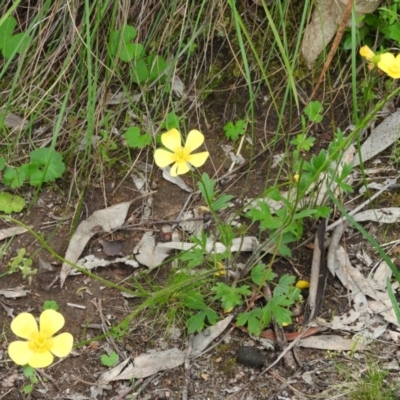 Ranunculus lappaceus (Australian Buttercup) at Wanniassa Hill - 30 Oct 2016 by RyuCallaway