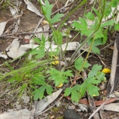 Ranunculus lappaceus at Fadden, ACT - 30 Oct 2016