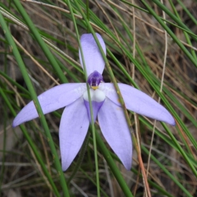 Glossodia major (Wax Lip Orchid) at Wanniassa Hill - 30 Oct 2016 by RyuCallaway