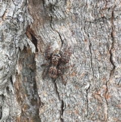 Servaea sp. (genus) (Unidentified Servaea jumping spider) at Molonglo River Reserve - 5 Apr 2017 by Sal_moy7