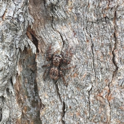 Servaea sp. (genus) (Unidentified Servaea jumping spider) at Belconnen, ACT - 5 Apr 2017 by Salmoy7