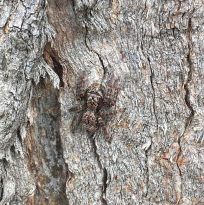 Servaea sp. (genus) (Unidentified Servaea jumping spider) at Kama - 5 Apr 2017 by Sal_moy7