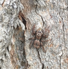 Servaea sp. (genus) at Molonglo River Reserve - 5 Apr 2017